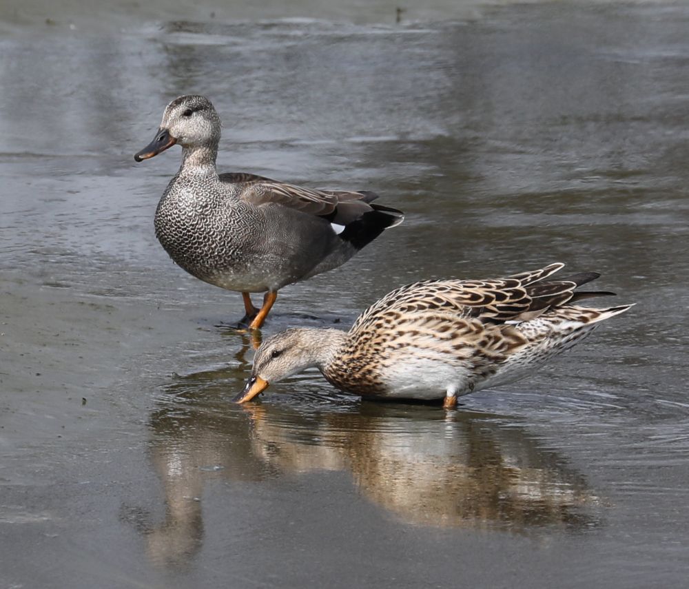 Vogels en diversen