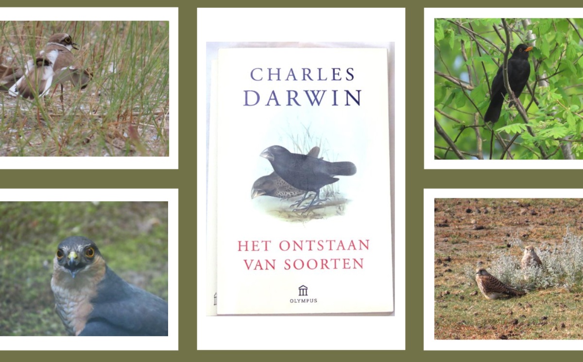 Natuuravond – Evolutie