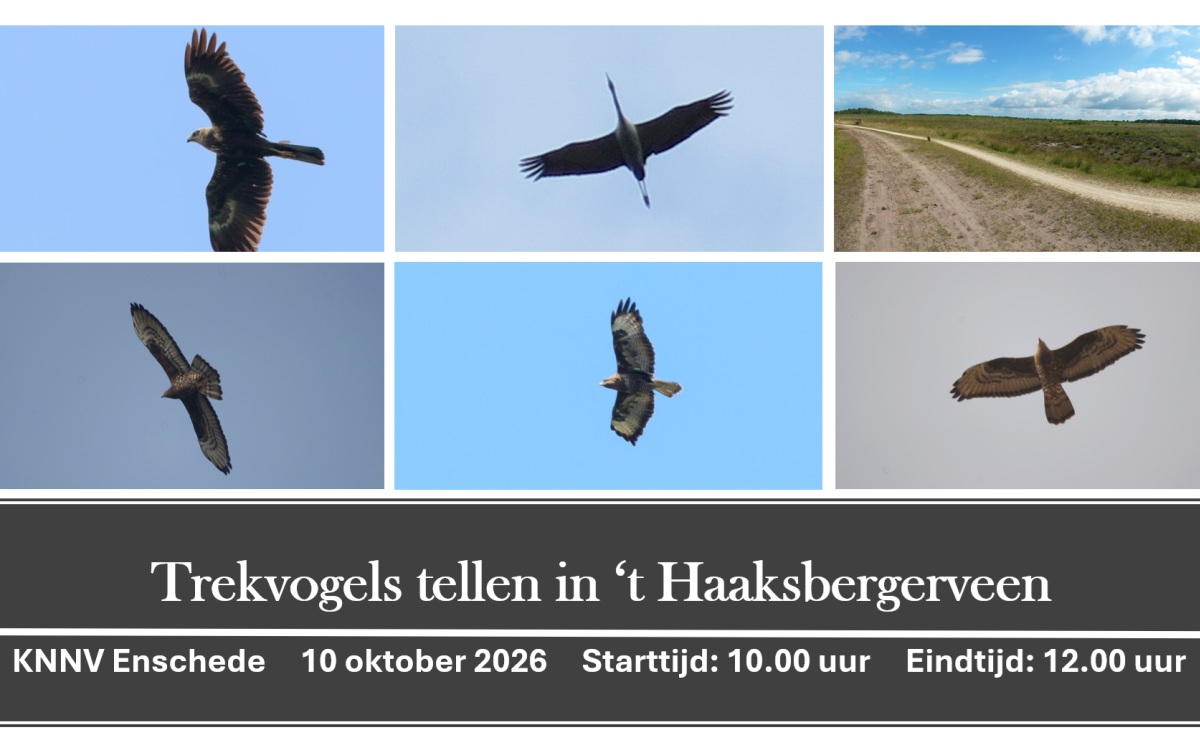Trekvogels Haaksbergerveen